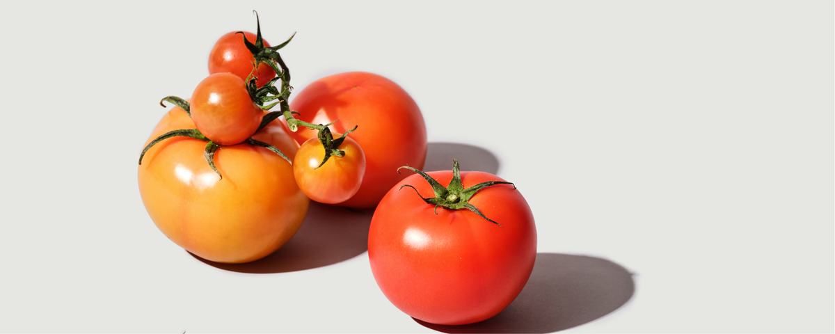 Group of red and orange tomatoes on a plain background