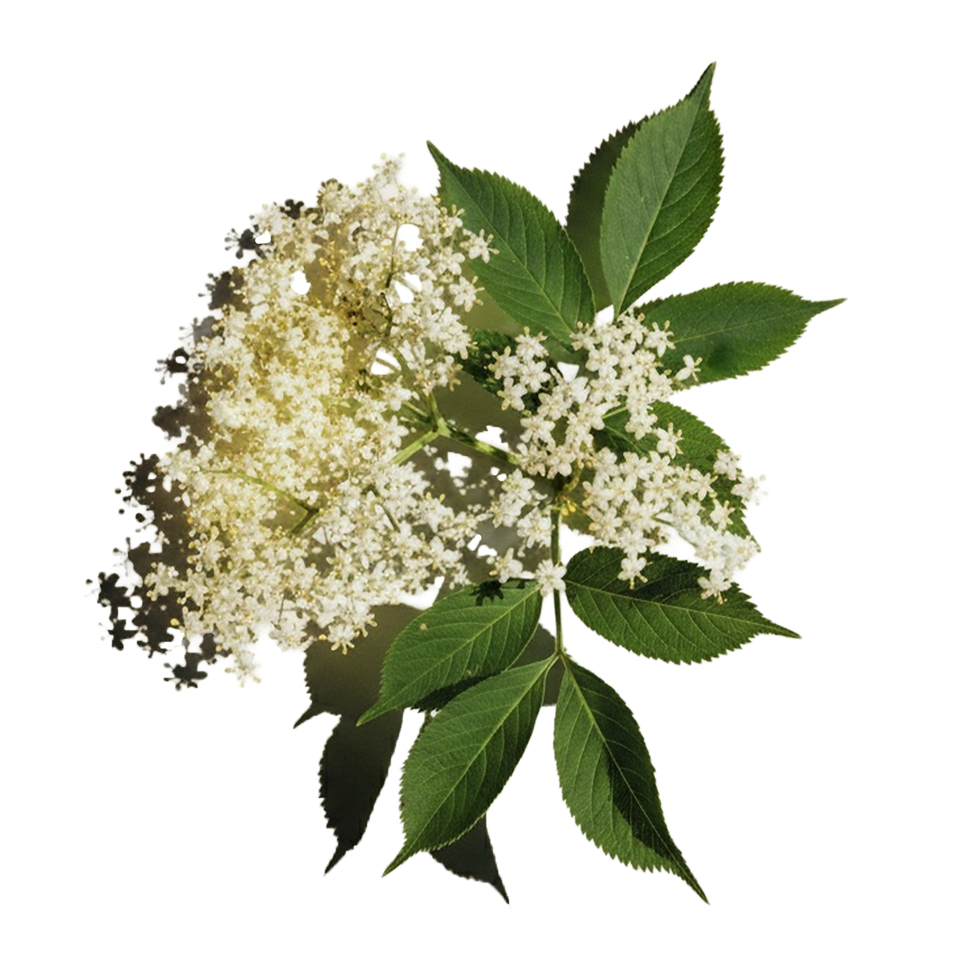 Holunderblüte
